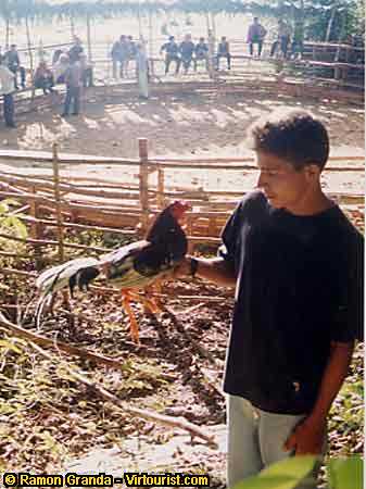 Pinar del Rio, Armando at the cockfights.