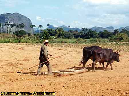 Pinar del Rio, the valley of San Carlos.