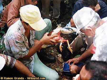 Pinar del Rio, Putting the spurs on the rooster.