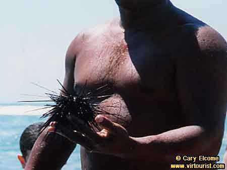 9.- Recife, The Black Sea Urchin