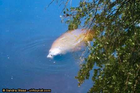 Southwest Florida, Fort Myers, West Indian Manatee