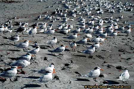 49/48.- Southwest Florida,Longboat Key, Seagulls, Fort Myers Beach, Sunset