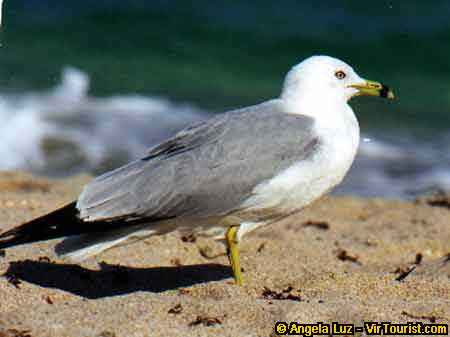 St. Augustine A Seagull on the beach