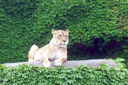 Chicago, Lincoln Park Zoo, Lion