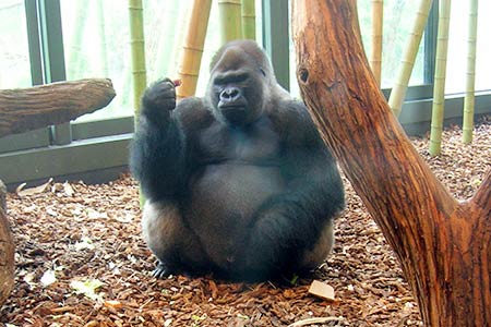 Chicago, Lincoln Park Zoo, Gorilla