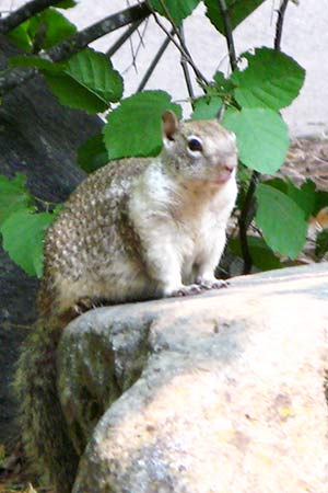 Yosemite National Park, wild life
