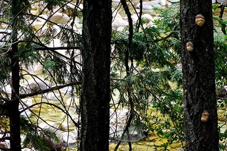 Yosemite National Park, River Merced