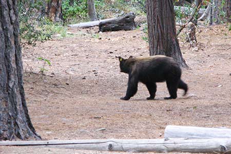 Yosemite National Park, wild bear