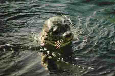 Vancouver Island, seals