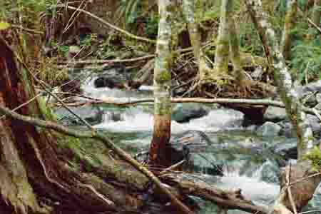 Vancouver Island, bubbling brooks 