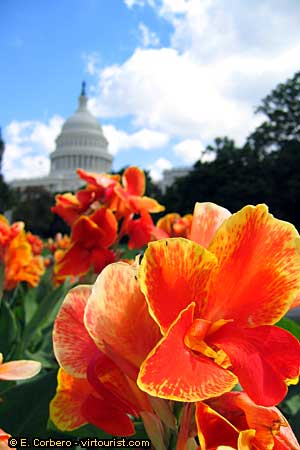 49/50.- Washington DC, the Capitol