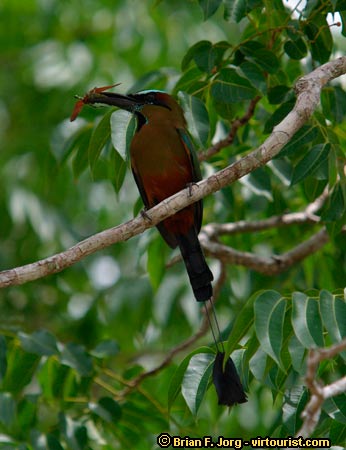 Yucatan Peninsula, a Motmot,