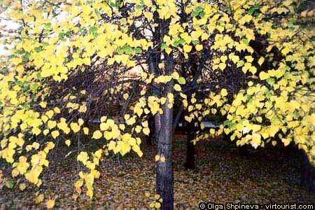 Almaty, Yellow tree