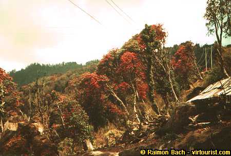 Annapurna Circuit, Ghorapani to Tikedungha