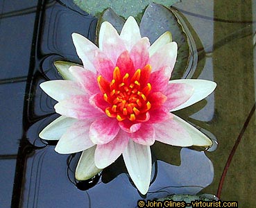 36.-Chiang Mai, Water lily
