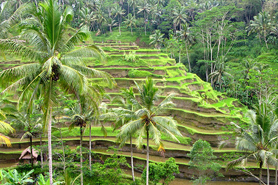 <a href='index.html'>Bali</a>, <a href='../index.html'>Indonesia</a>