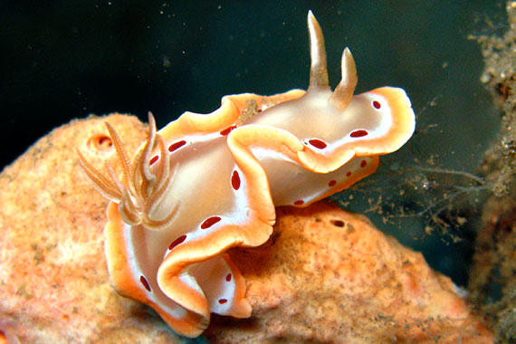 <a href='index.html'>Gorontalo</a>, <a href='../index.html'>Indonesia</a>