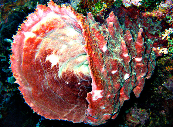 <a href='index.html'>Gorontalo</a>, <a href='../index.html'>Indonesia</a>