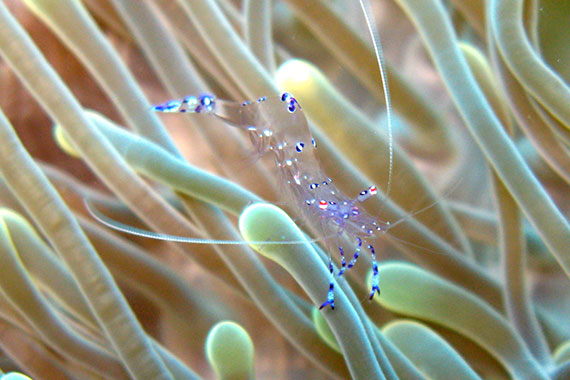 33.- Gorontalo, diving