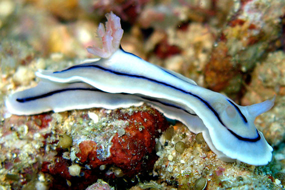 37.- Gorontalo, diving