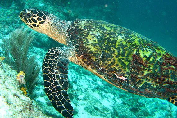 <a href='index.html'>Indonesia</a>, <a href='http://www.virtourist.com/asia/indonesia/raja-ampat'>Raja Ampat</a>