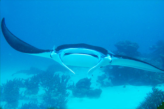 <a href='index.html'>Indonesia</a>, <a href='http://www.virtourist.com/asia/indonesia/raja-ampat'>Raja Ampat</a>