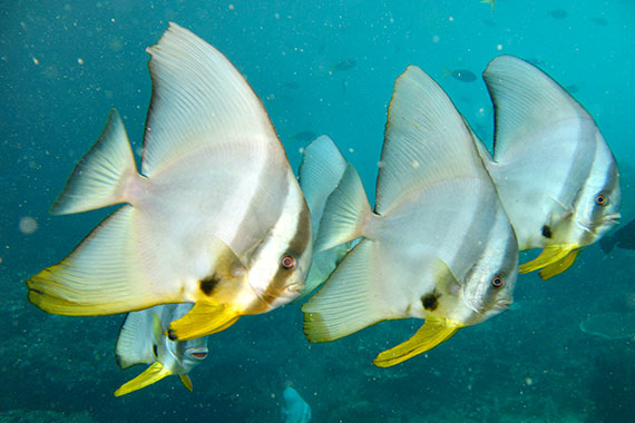 <a href='index.html'>Indonesia</a>, <a href='http://www.virtourist.com/asia/indonesia/raja-ampat'>Raja Ampat</a>