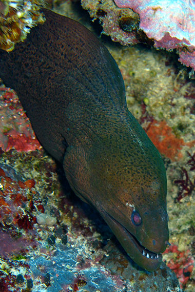 <a href='index.html'>Togian Islands</a>, <a href='../index.html'>Indonesia</a>