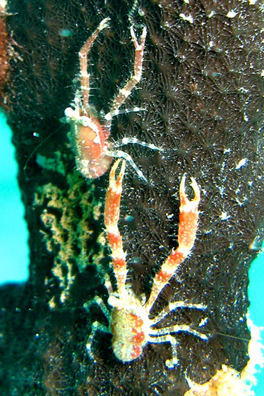 <a href='index.html'>Togian Islands</a>, <a href='../index.html'>Indonesia</a>
