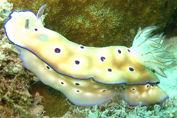 <a href='index.html'>Togian Islands</a>, <a href='../index.html'>Indonesia</a>
