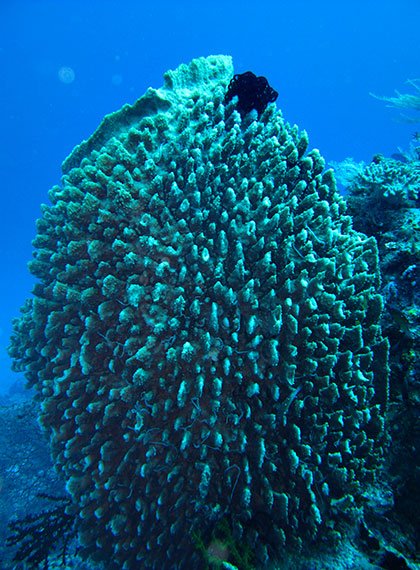 <a href='index.html'>Togian Islands</a>, <a href='../index.html'>Indonesia</a>