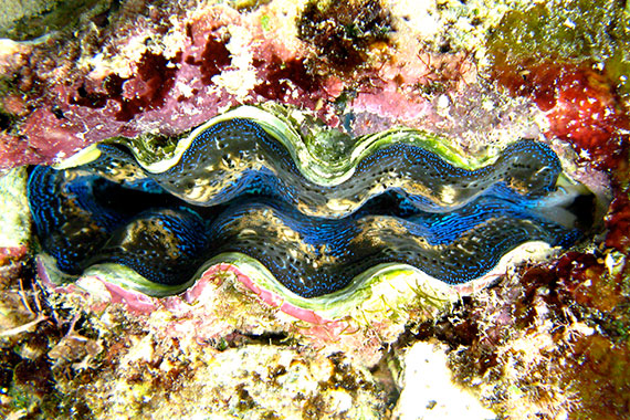 <a href='index.html'>Togian Islands</a>, <a href='../index.html'>Indonesia</a>