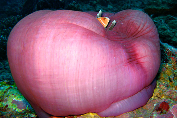 <a href='index.html'>Togian Islands</a>, <a href='../index.html'>Indonesia</a>
