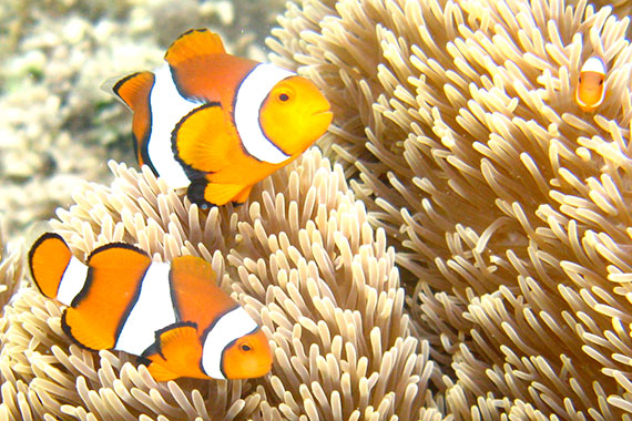 Togian Islands, snorkeling