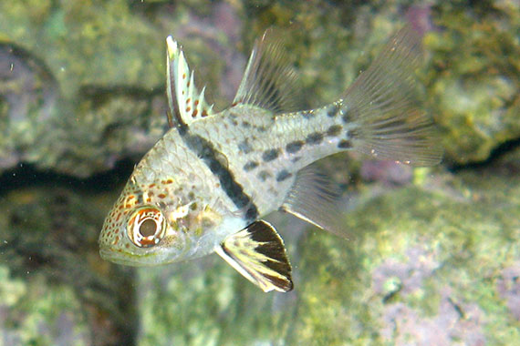 <a href='index.html'>Togian Islands</a>, <a href='../index.html'>Indonesia</a>
