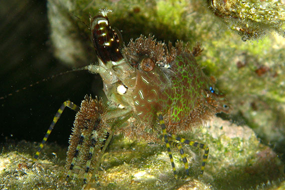 <a href='index.html'>Togian Islands</a>, <a href='../index.html'>Indonesia</a>