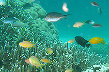 Apo Island Virtual Tour