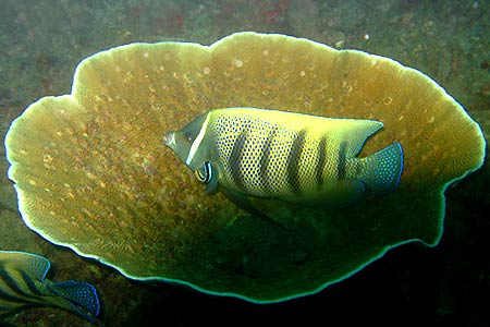 <a href='index.html'>Coron</a>, <a href='../index.html'>Philippines</a>
