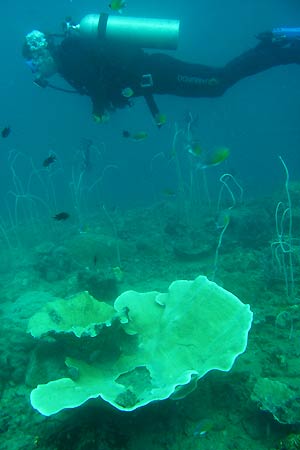 <a href='index.html'>Coron</a>, <a href='../index.html'>Philippines</a>