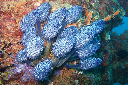 <a href='index.html'>Coron</a>, <a href='../index.html'>Philippines</a>