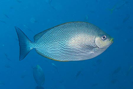 <a href='index.html'>Coron</a>, <a href='../index.html'>Philippines</a>