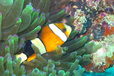 <a href='index.html'>Coron</a>, <a href='../index.html'>Philippines</a>