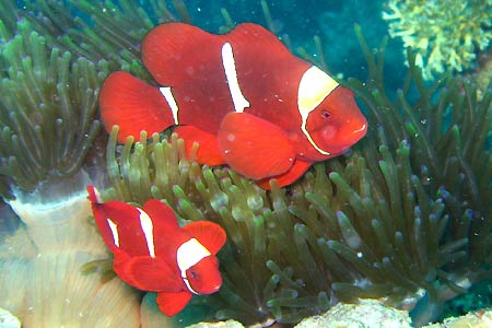 <a href='index.html'>Coron</a>, <a href='../index.html'>Philippines</a>