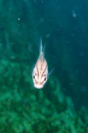 <a href='index.html'>Coron</a>, <a href='../index.html'>Philippines</a>