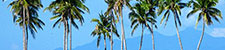 Malapascua (Philippines) 