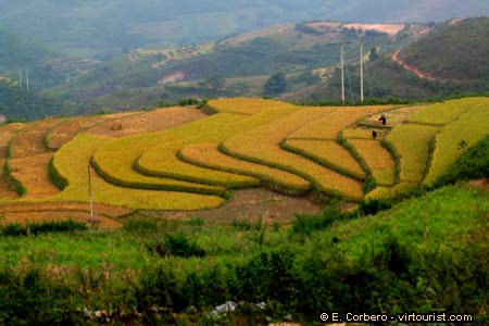 Northeast Vietnam, rice paddies