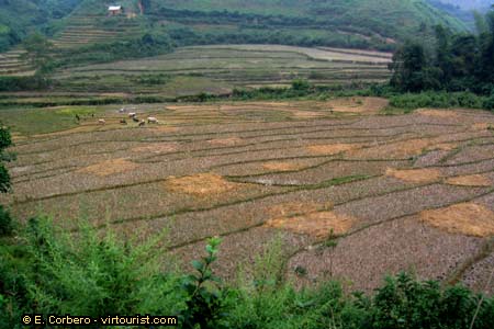Northeast Vietnam, corn fields