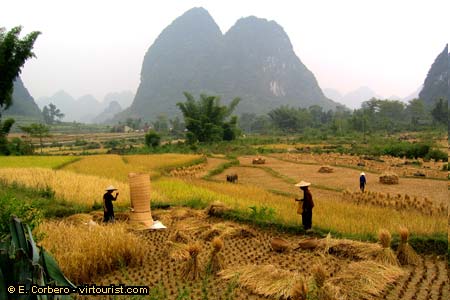 Northeast Vietnam, working on the fields