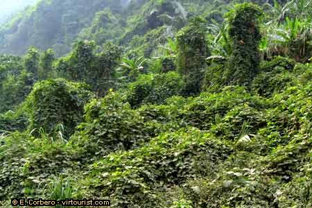 40.- Northeast Vietnam, rain forest
