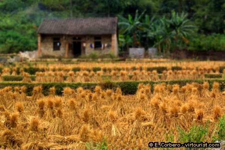 41.- Northeast Vietnam, rice harvest